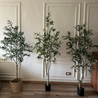 نباتات زينه 