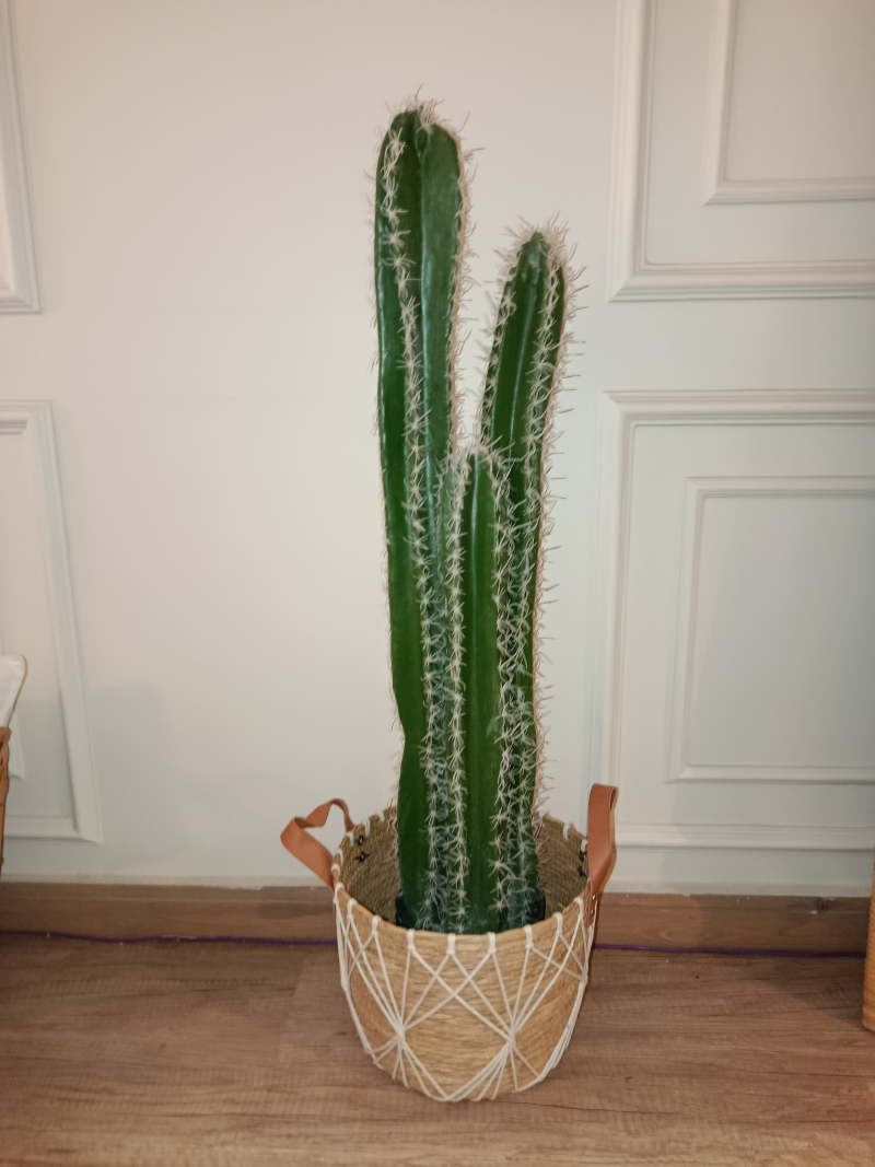 نبات  صبار ه 3جزع 