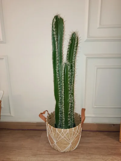 نبات  صبار ه 3جزع 