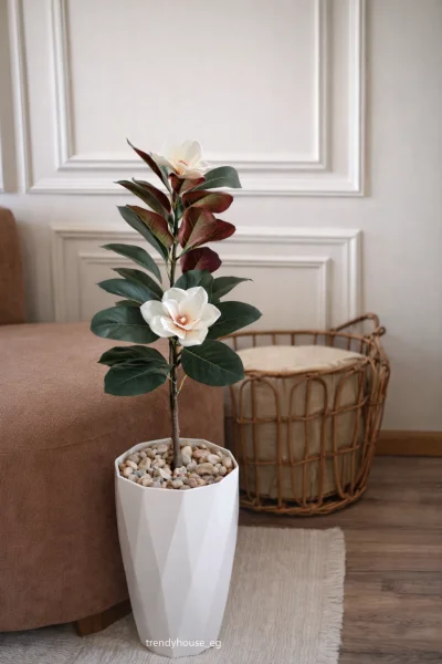 شجره ماغنوليا 