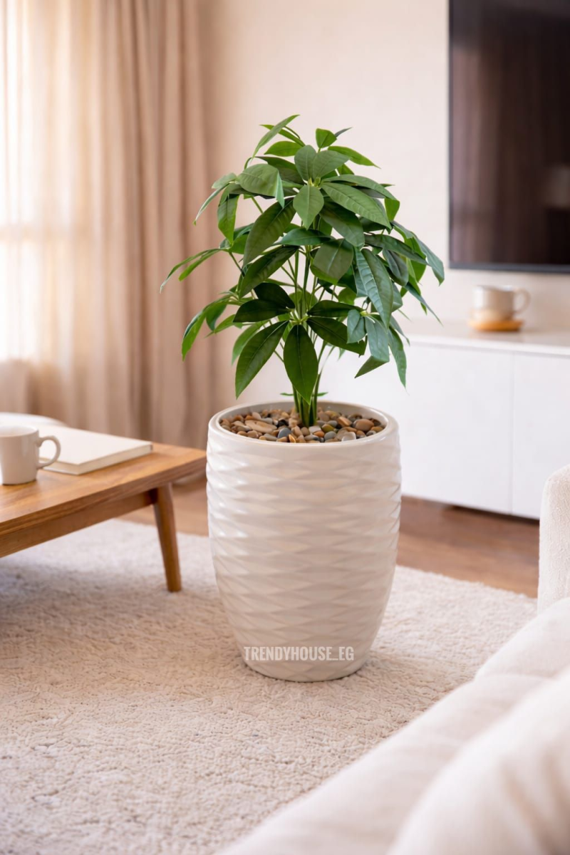 شجره الباشيرا 