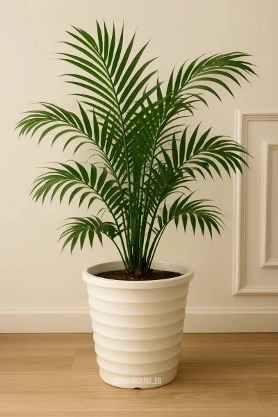 بوت بلاستيك مضغوط مستورد 