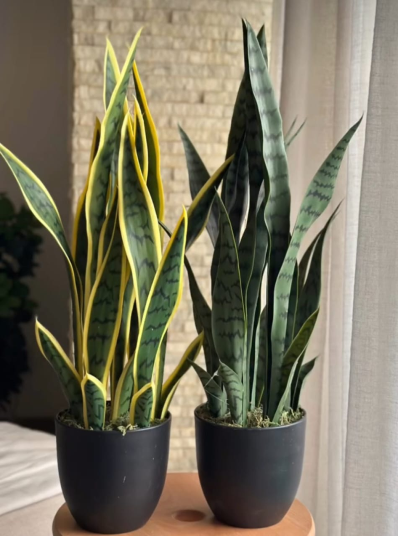 نبات صباره جلد النمر اصفر 