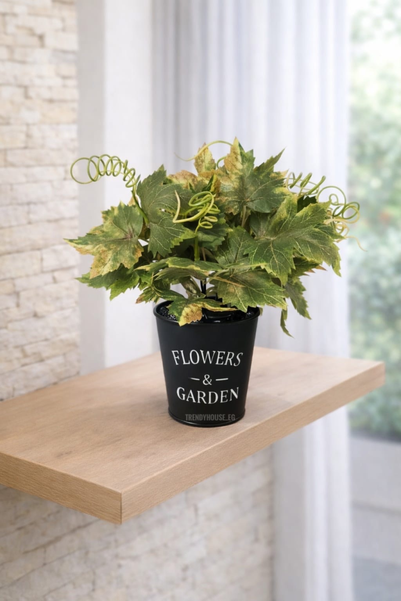 فازه شجر العنب 