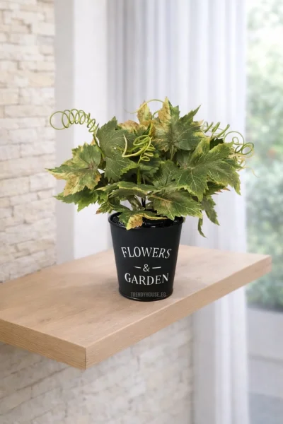 فازه شجر العنب 