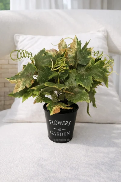 فازه شجر العنب 