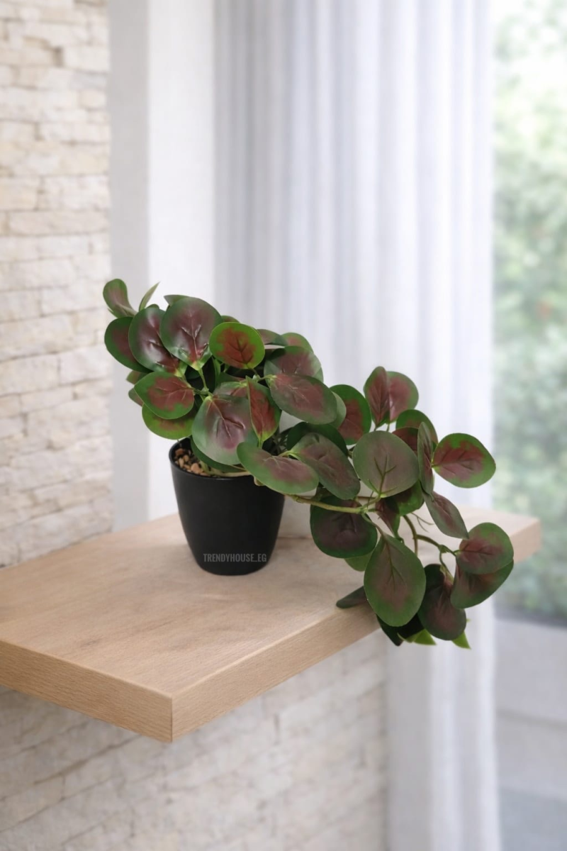 فازه شجر الببروميا