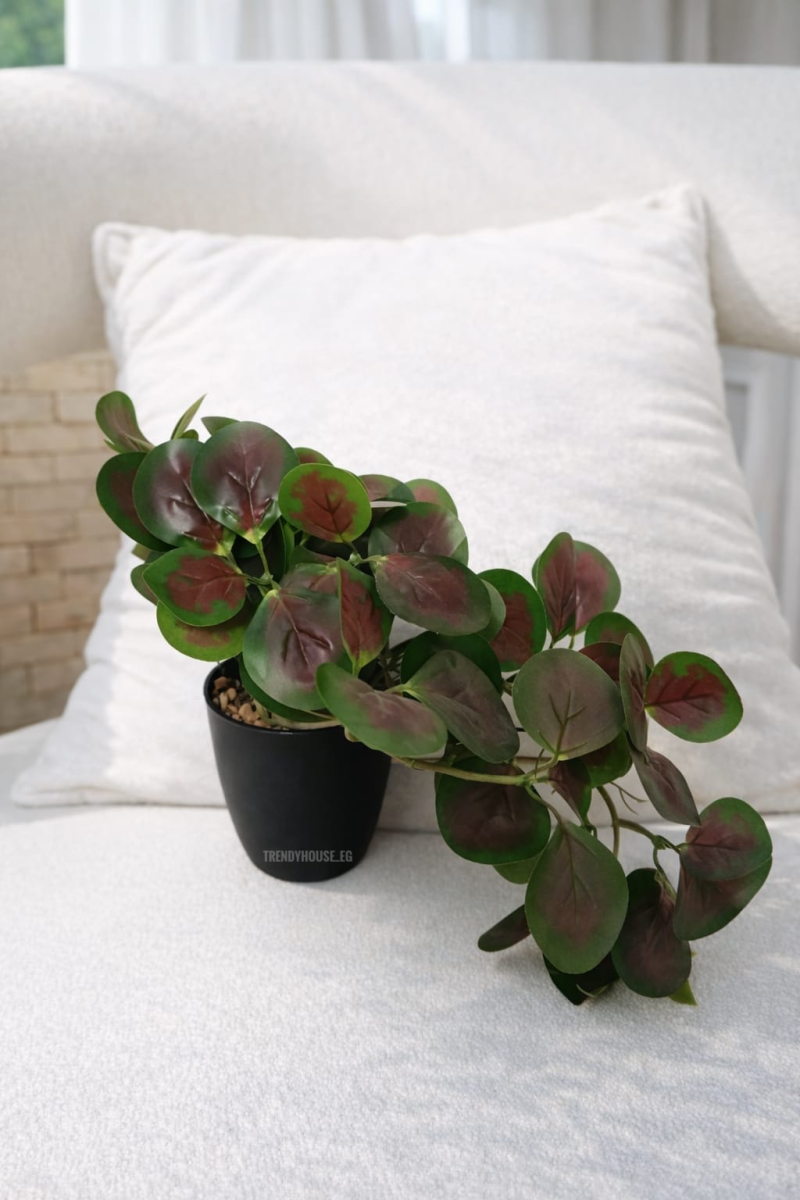 فازه شجر الببروميا