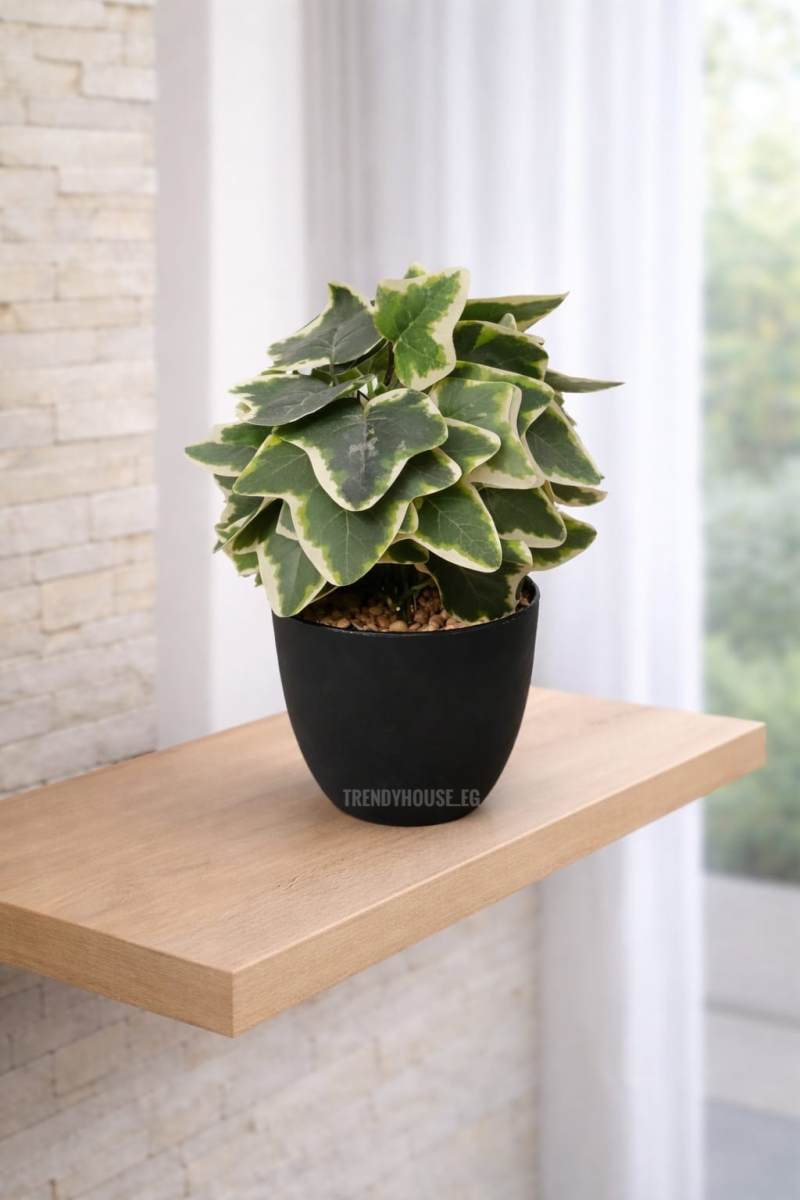 فازه شجراللبلاب