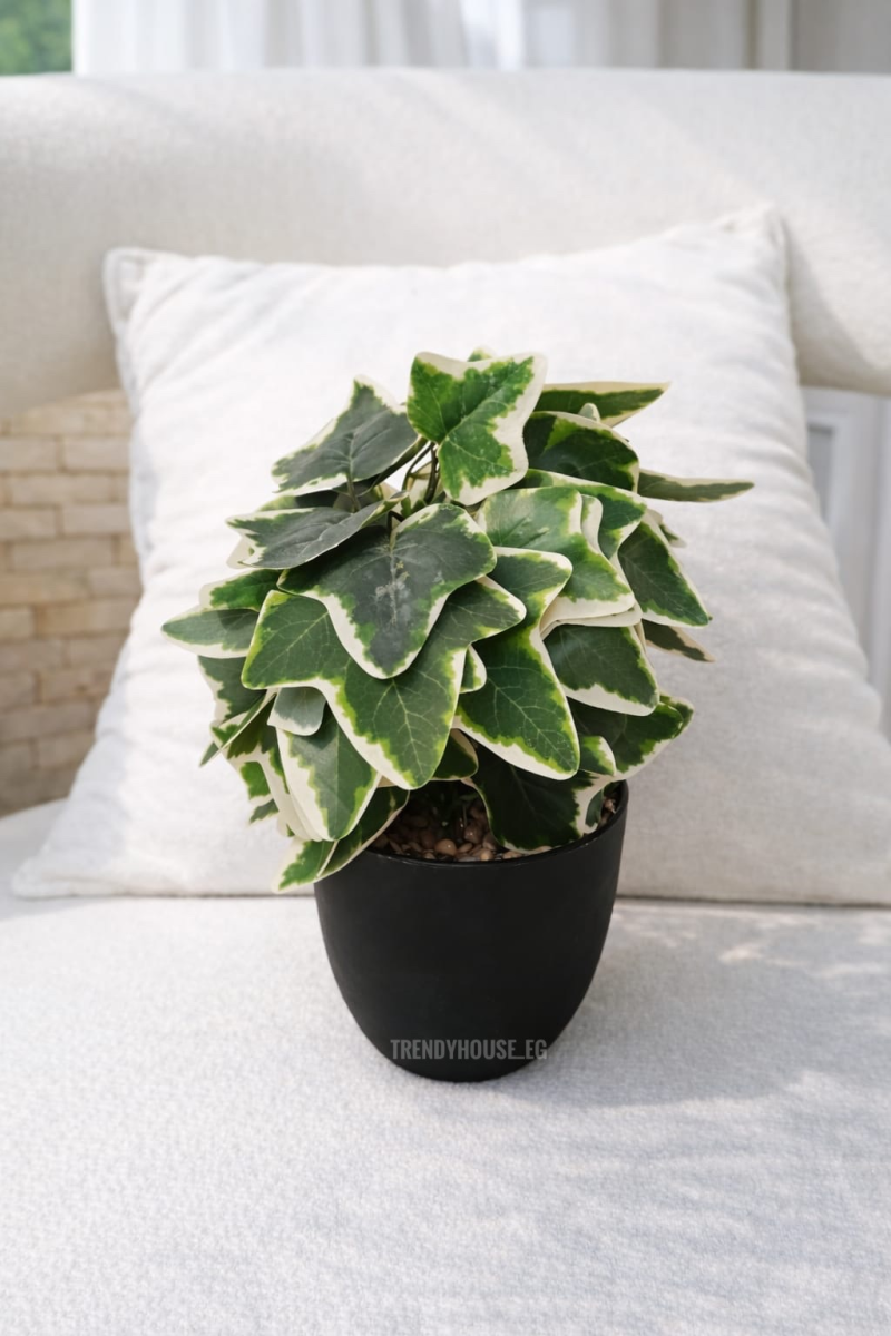 فازه شجراللبلاب