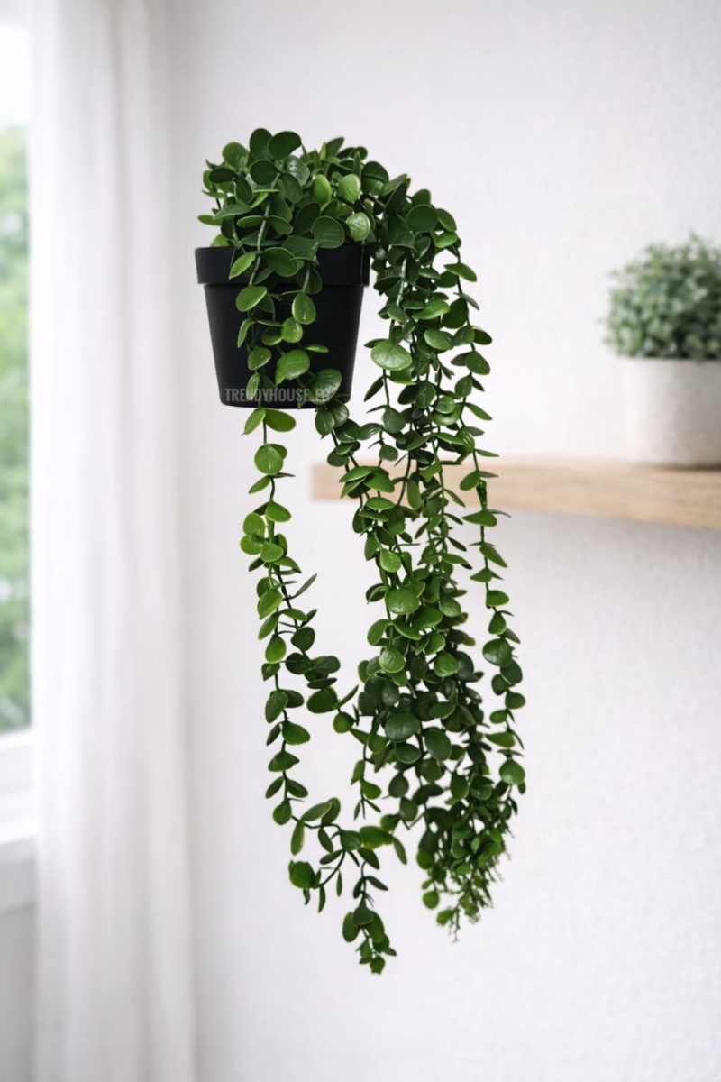 شلال زرع الديشيديا