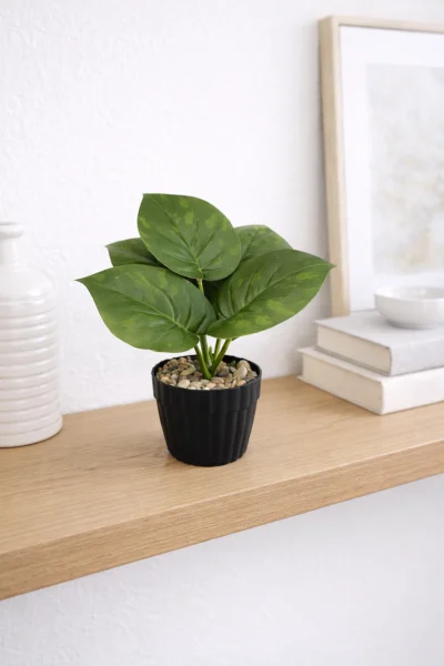 فازه شجر ستريليتزيا