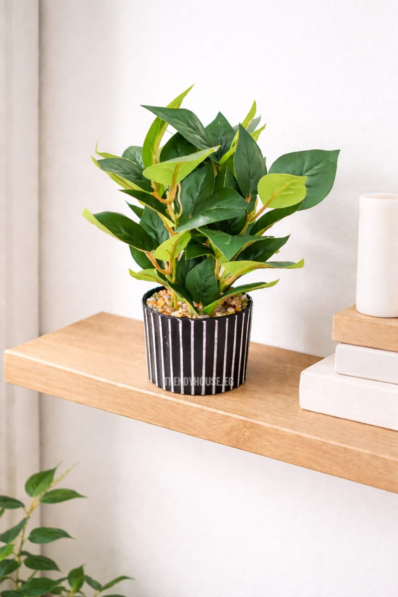 فازه شجر البيبروميا 