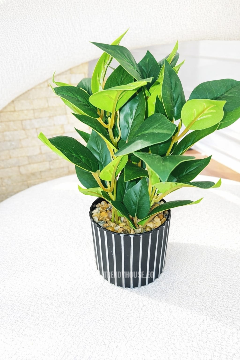 فازه شجر البيبروميا 