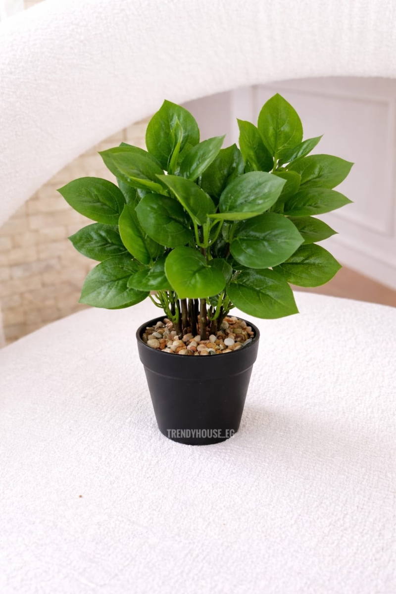 فازه شجر اللبلاب