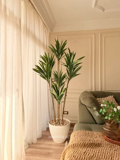 شجره دراسينا 7 جزع