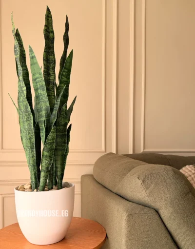 شجره جلد النمر اخضر 90 سم 