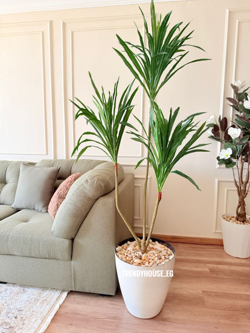 شجره دراسينا 3 جزع 