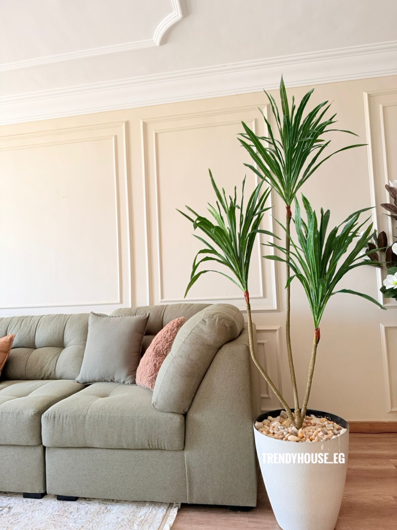 شجره دراسينا 3 جزع 