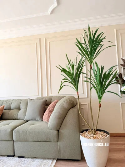 شجره دراسينا 3 جزع 