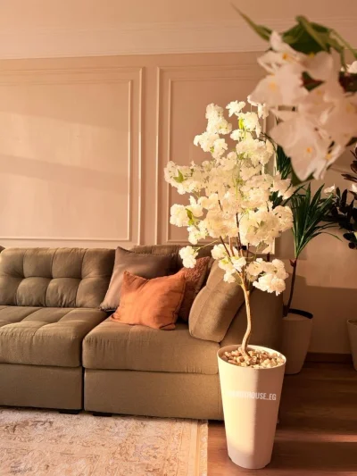 شجره مشمش 160 سم