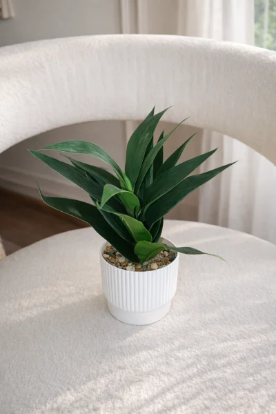 فازه شجره دراسينا 