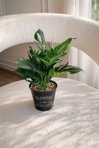 فازه شجره مونستيرا 