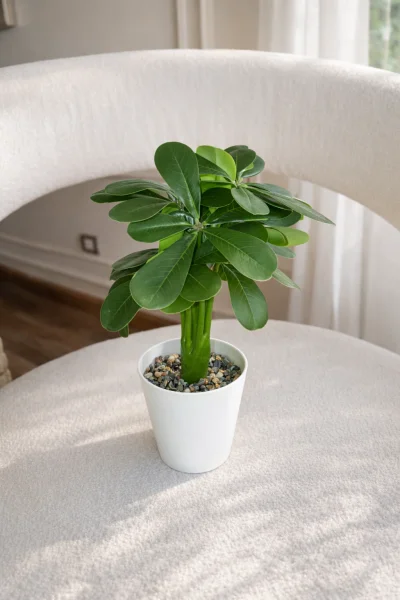 فازه شجر شيفليرا 