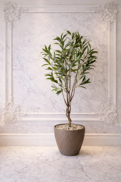 شجره دراسينا 180سم 