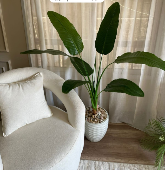 شجره موز 150سم